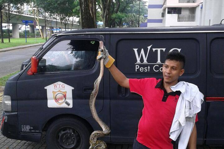 Technician holding a caught snake beside a company van by WTG Pest Control